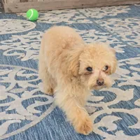 Reba, a female Maltipoo for sale in San Diego, CA – 4 of 6