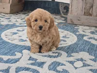 Harra, a female Maltipoo for sale in San Diego, CA – 5 of 10