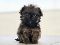 "Jax", a male Maltipoo and Havanese for sale in San Diego, CA – Photo 5 of 5