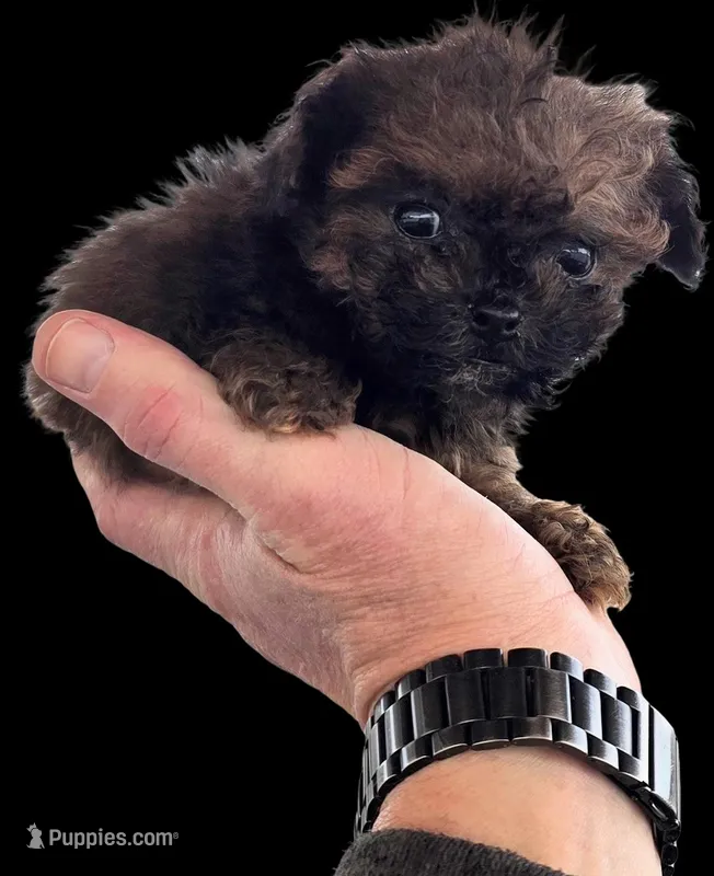 "Jax", a male Maltipoo and Havanese for sale in San Diego, CA – Photo 1 of 5