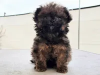 "Jax", a male Maltipoo and Havanese for sale in San Diego, CA – Photo 2 of 5