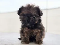 "Jax", a male Maltipoo and Havanese for sale in San Diego, CA – Photo 3 of 5