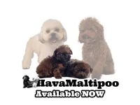 "Jax", a male Maltipoo and Havanese for sale in San Diego, CA – Photo 4 of 5