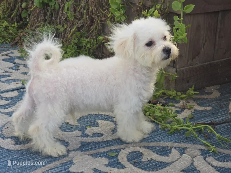 Jaimee – Maltipoo, Shih Tzu puppy for sale in San Diego, CA
