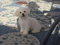 Jaimee, a female Maltipoo and Shih Tzu for sale in San Diego, CA – 5 of 10