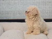 Hiro, a male Maltipoo for sale in San Diego, CA – 8 of 10