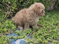 Huey, a male Maltipoo for sale in San Diego, CA – 7 of 9