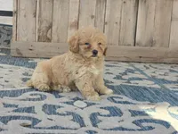 Brandy, a female Bichon Frise and Maltipoo for sale in San Diego, CA – 2 of 9