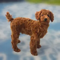 Rubio, a male Poodle - Miniature  for sale in San Diego, CA – 6 of 10