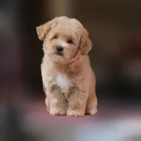 Rascal, a female Maltipoo for sale in San Diego, CA – 2 of 9