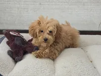 Deon, a male Maltipoo for sale in San Diego, CA – 8 of 10