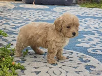 Ben, a male Bichon Frise and Maltipoo for sale in San Diego, CA – 9 of 10