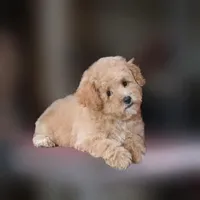 Rascal, a female Maltipoo for sale in San Diego, CA – 7 of 9