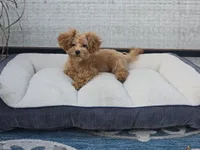 Deon, a male Maltipoo for sale in San Diego, CA – 5 of 10