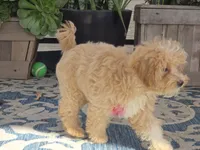 Donny, a male Maltipoo for sale in San Diego, CA – 7 of 10