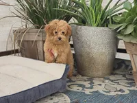Deon, a male Maltipoo for sale in San Diego, CA – 9 of 10