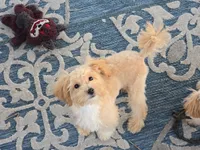 Donny, a male Maltipoo for sale in San Diego, CA – 5 of 10