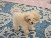 Danni, a female Maltipoo for sale in San Diego, CA – 4 of 10
