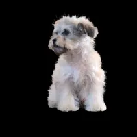 "Kazz", a male Maltipoo and Shih Tzu for sale in San Diego, CA – Photo 2 of 6