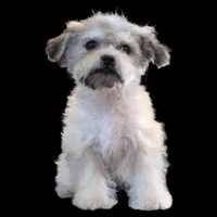 "Kazz", a male Maltipoo and Shih Tzu for sale in San Diego, CA – Photo 1 of 6