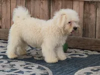 "Hudson", a male Maltipoo and Havanese for sale in San Diego, CA – Photo 4 of 6