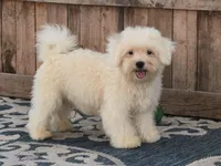 "Hudson", a male Maltipoo and Havanese for sale in San Diego, CA – Photo 3 of 6