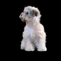 "Kazz", a male Maltipoo and Shih Tzu for sale in San Diego, CA – Photo 6 of 6