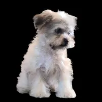 "Kazz", a male Maltipoo and Shih Tzu for sale in San Diego, CA – Photo 5 of 6
