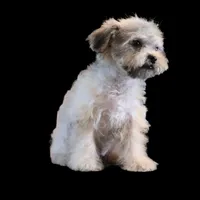 "Kazz", a male Maltipoo and Shih Tzu for sale in San Diego, CA – Photo 4 of 6