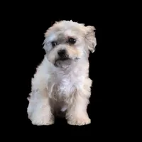 "Kazz", a male Maltipoo and Shih Tzu for sale in San Diego, CA – Photo 3 of 6