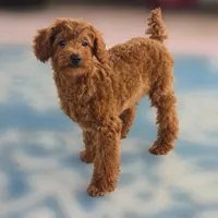 Rubio, a male Poodle - Miniature  for sale in San Diego, CA – 7 of 10