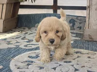 Bower, a male Bichon Frise and Maltipoo for sale in San Diego, CA – 2 of 9