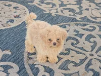 Hiro, a male Maltipoo for sale in San Diego, CA – 4 of 10