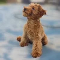 Ray, a male Poodle - Miniature  for sale in San Diego, CA – 6 of 10
