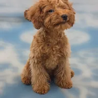 Ray, a male Poodle - Miniature  for sale in San Diego, CA – 10 of 10
