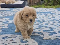 Ben, a male Bichon Frise and Maltipoo for sale in San Diego, CA – 3 of 10