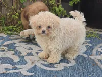 Hiro, a male Maltipoo for sale in San Diego, CA – 3 of 10
