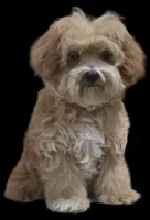 "Dom", a male Maltipoo for sale in San Diego, CA – Photo 8 of 10