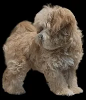 "Dom", a male Maltipoo for sale in San Diego, CA – Photo 3 of 10