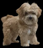 "Dom", a male Maltipoo for sale in San Diego, CA – Photo 4 of 10