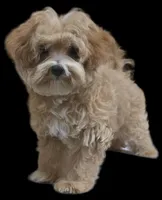 "Dom", a male Maltipoo for sale in San Diego, CA – Photo 2 of 10