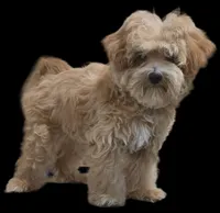 "Dom", a male Maltipoo for sale in San Diego, CA – Photo 1 of 10