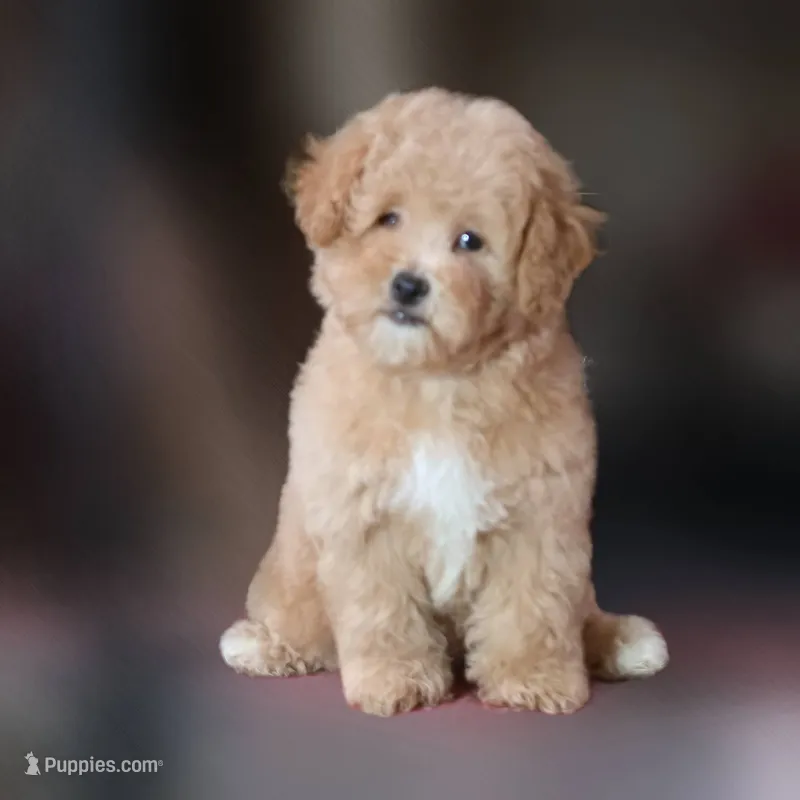 Rascal – Maltipoo puppy for sale in San Diego, CA