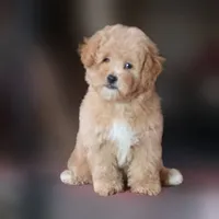 Rascal, a female Maltipoo for sale in San Diego, CA – 1 of 9