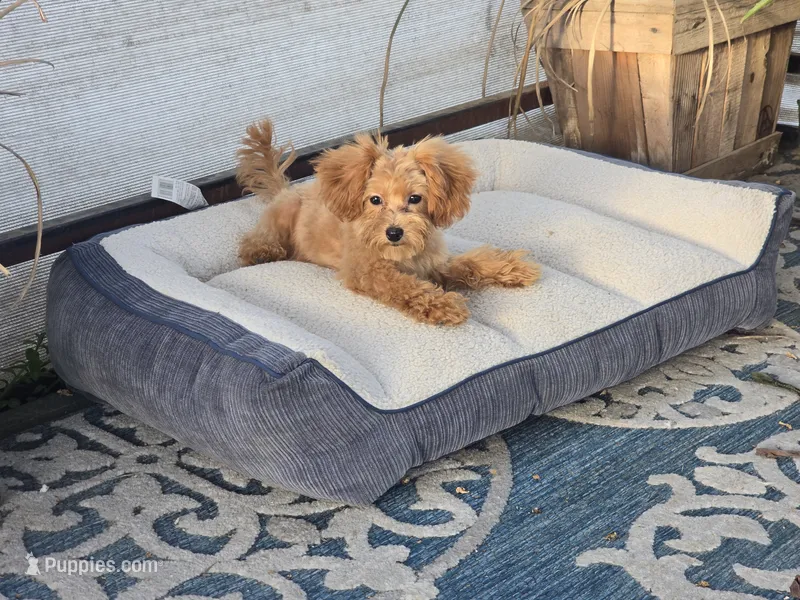 Deon – Maltipoo puppy for sale in San Diego, CA