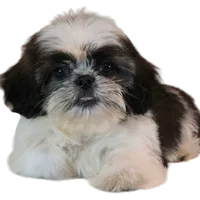 "Caleb", a male Shih Tzu for sale in San Diego, CA – Photo 5 of 10
