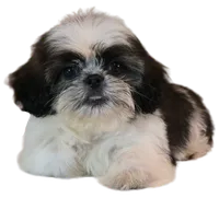 "Caleb", a male Shih Tzu for sale in San Diego, CA – Photo 5 of 10