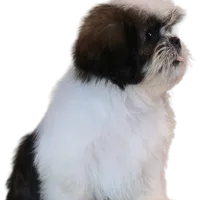 "Caleb", a male Shih Tzu for sale in San Diego, CA – Photo 3 of 10