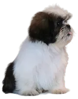 "Caleb", a male Shih Tzu for sale in San Diego, CA – Photo 3 of 10