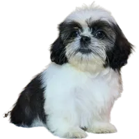 "Caleb", a male Shih Tzu for sale in San Diego, CA – Photo 2 of 10
